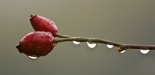 Remarkable Rosehip