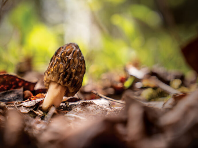 The Secret Life of Fungi