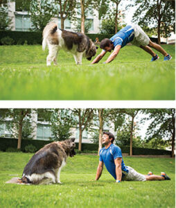 Downward Dog to Upward Dog