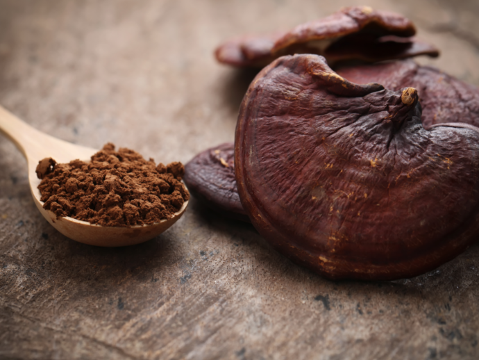 The Healing Power Of Chaga And Reishi