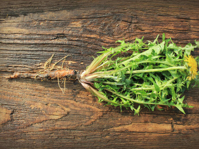 How to Roast Dandelion Roots