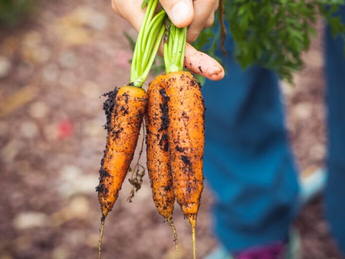 City Farmers Chat and Chew